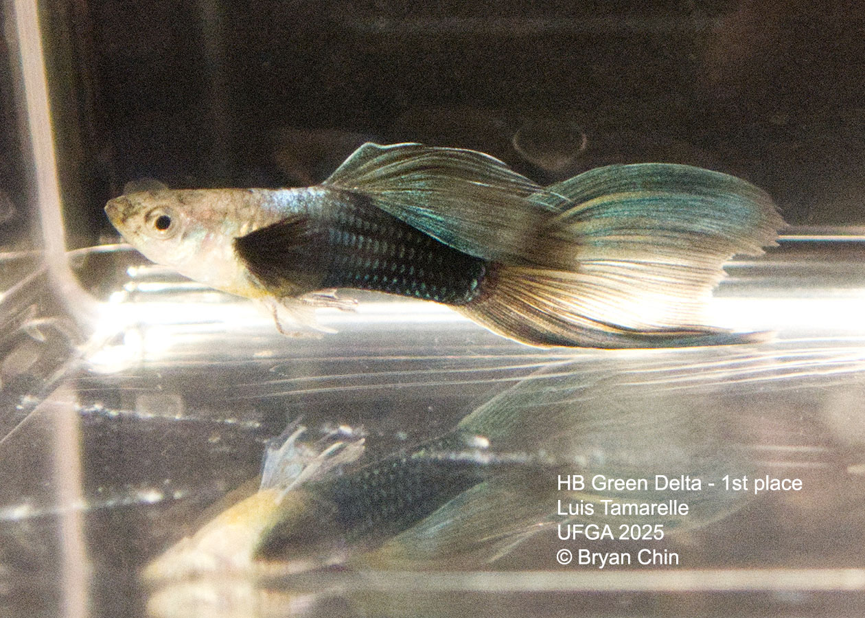 Guppy HB Green